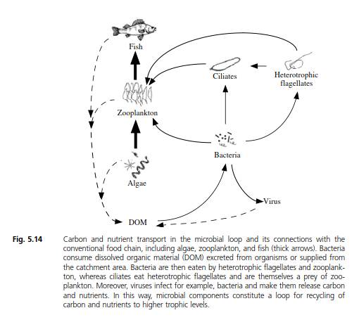 Kaaviokuva ravinteiden ja hiilen kulkeutumisreiteistä ravintoverkossa. Vasemmanpuoleinen kaavio kuvaa perinteistä tuottaja-kuluttaja -ravintoketjua ja oikealla on vesiekosysteemeissäkin tärkeäksi osoittautunut mikrobisilmukka (Microbial loop). Kuva kirjasta Brönmark & Hansson (2010) The Biology of Lakes and Ponds. Lisätietoa tarkemmin s. 183-186.
